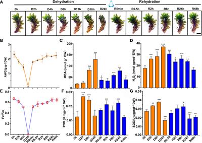 Transcriptional profiling analysis providing insights into desiccation tolerance mechanisms of the desert moss Syntrichia caninervis